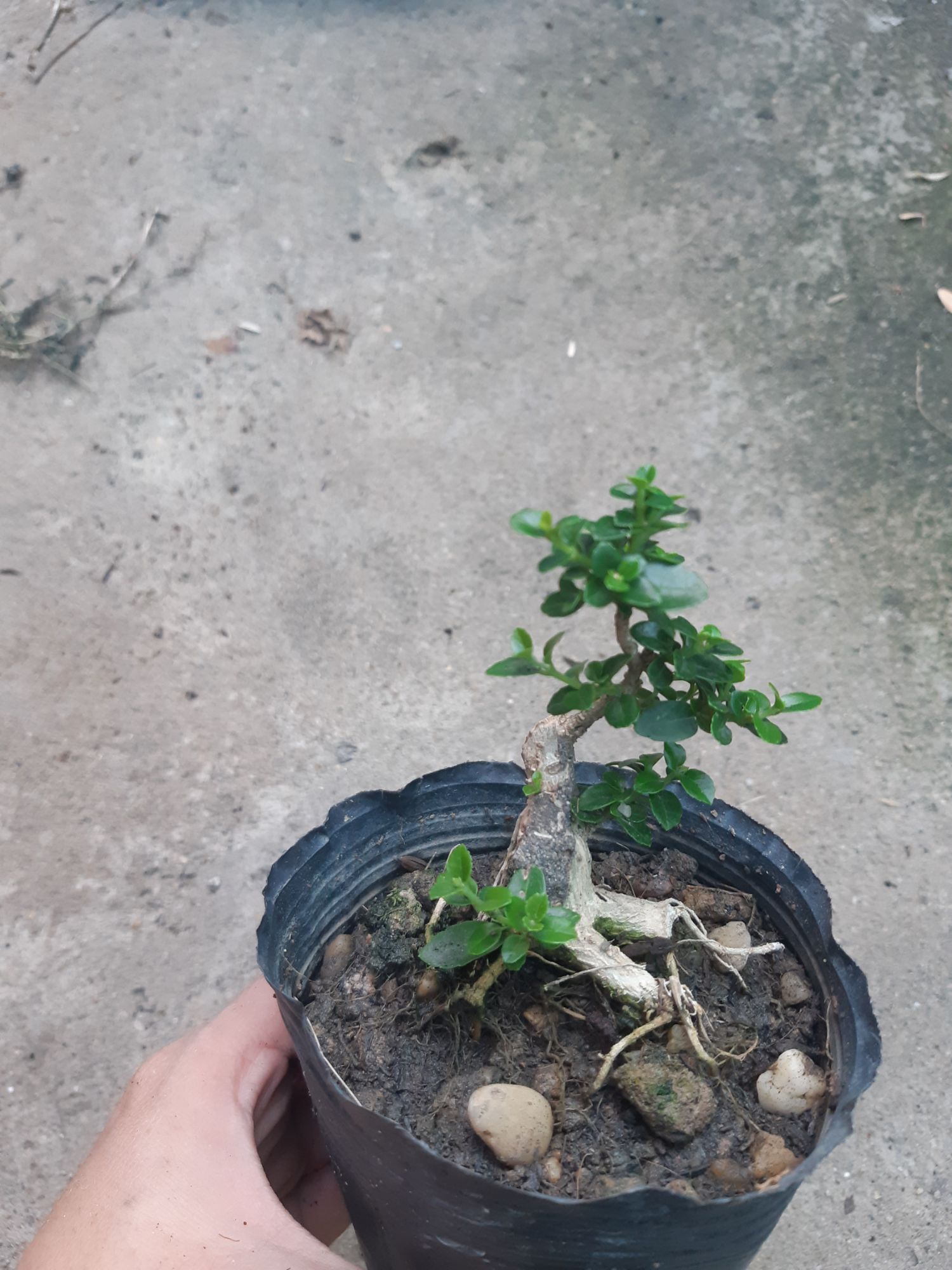 sam hương siêu mini