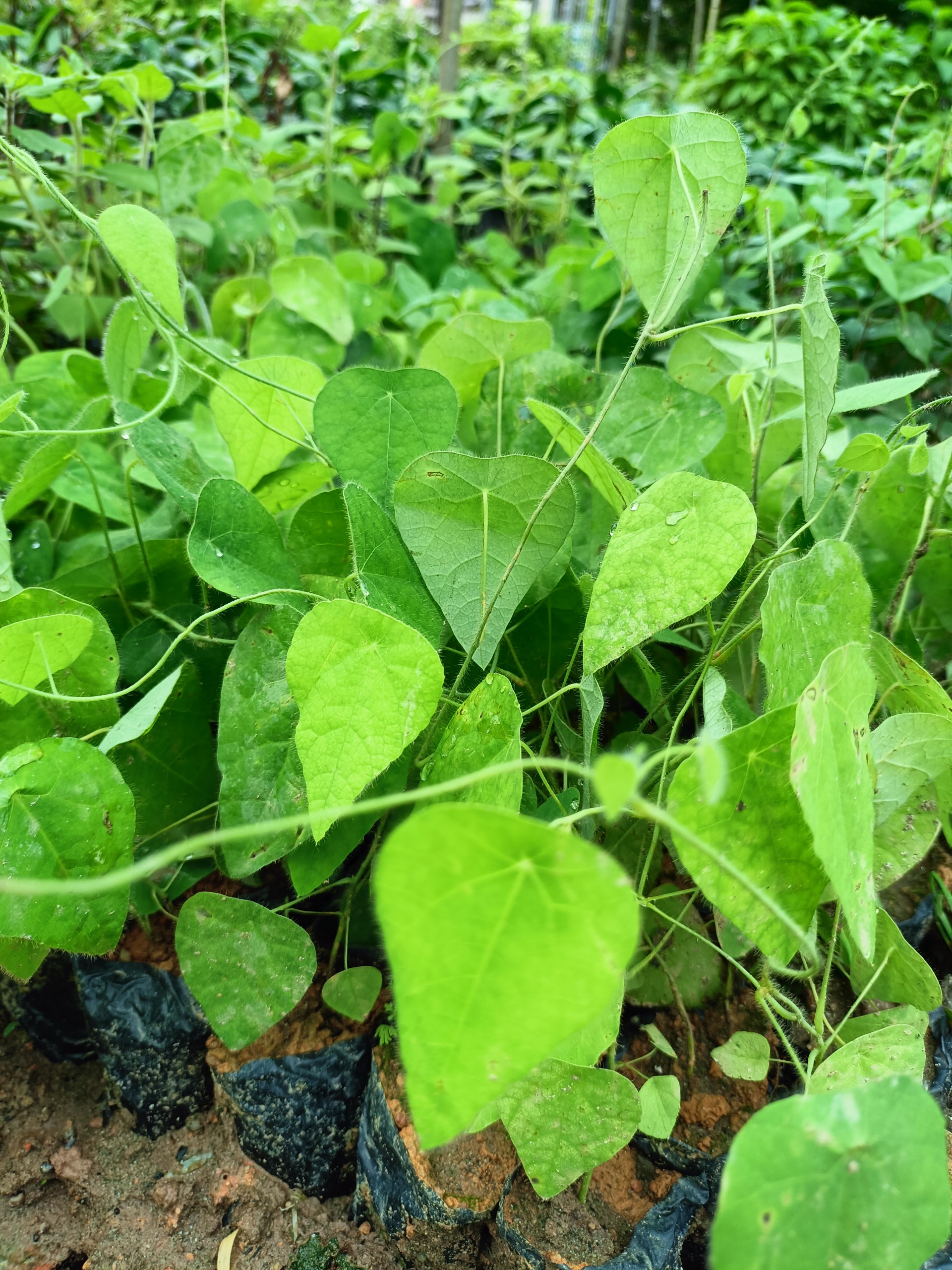 Cây giống sương sâm lông