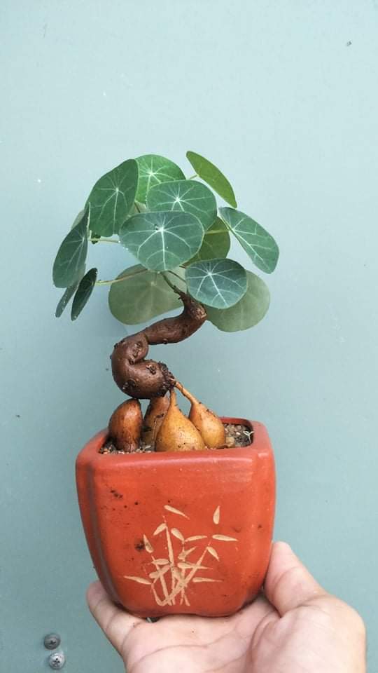 Củ bình vôi