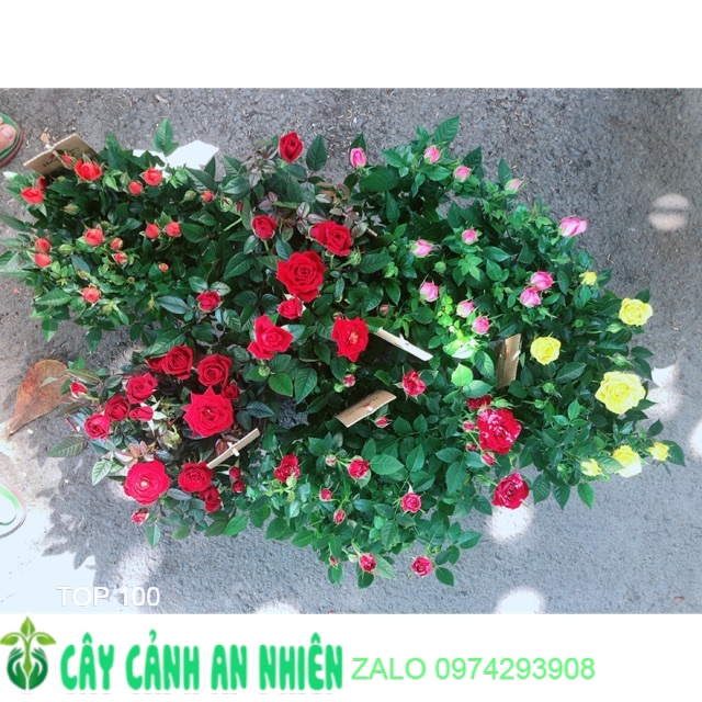 Chậu hoa hồng siêu nụ