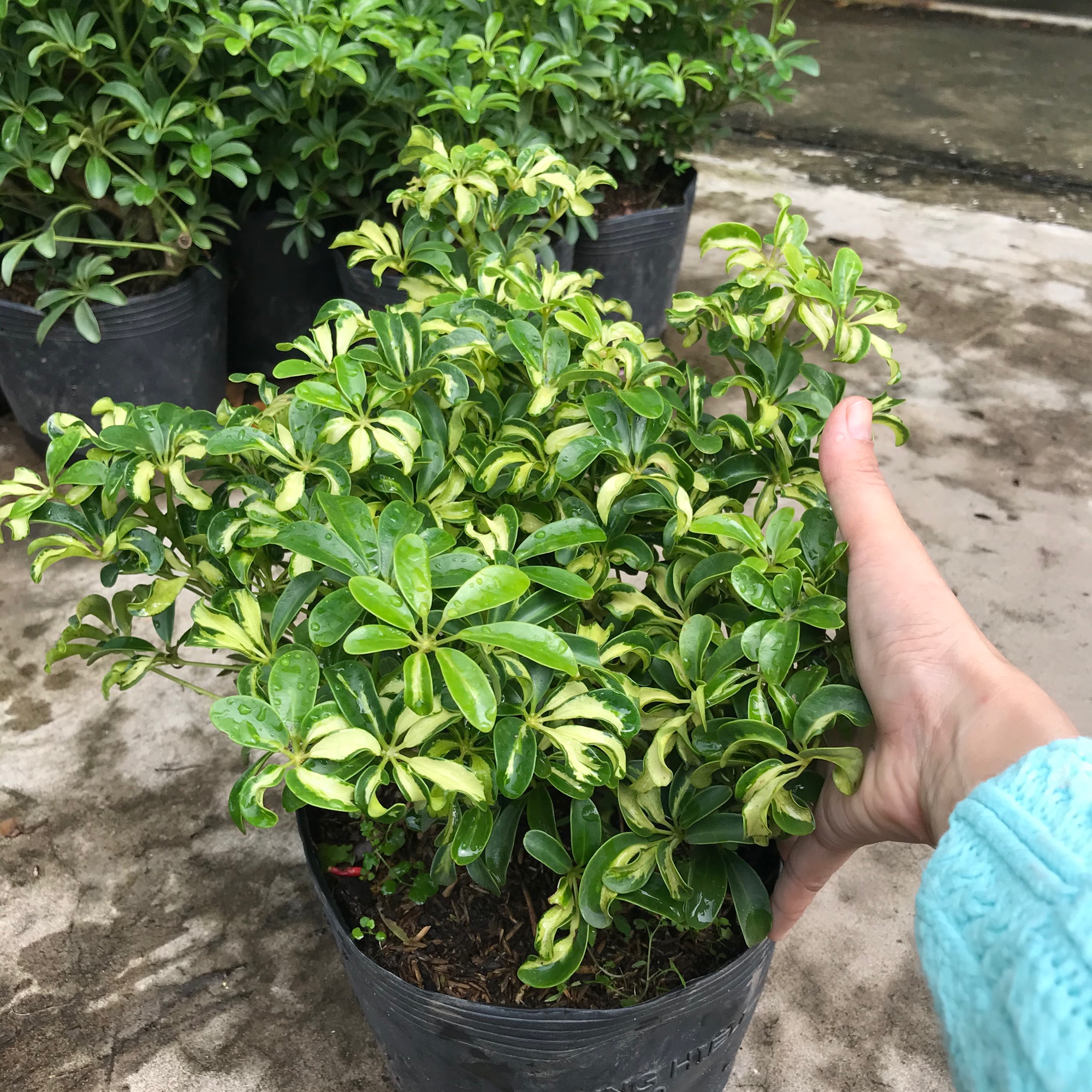 Ngủ gia bì lá nhỏ siêu đuổi muỗi +Tặng kèm phân trùn quế giúp cây lớn cực nhanh