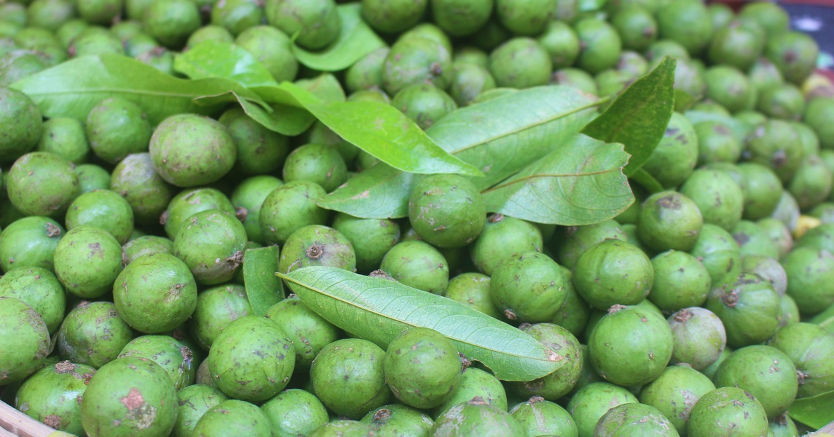 CÂY GIỐNG SẤU CHÙM, SẤU ĂN QỦA