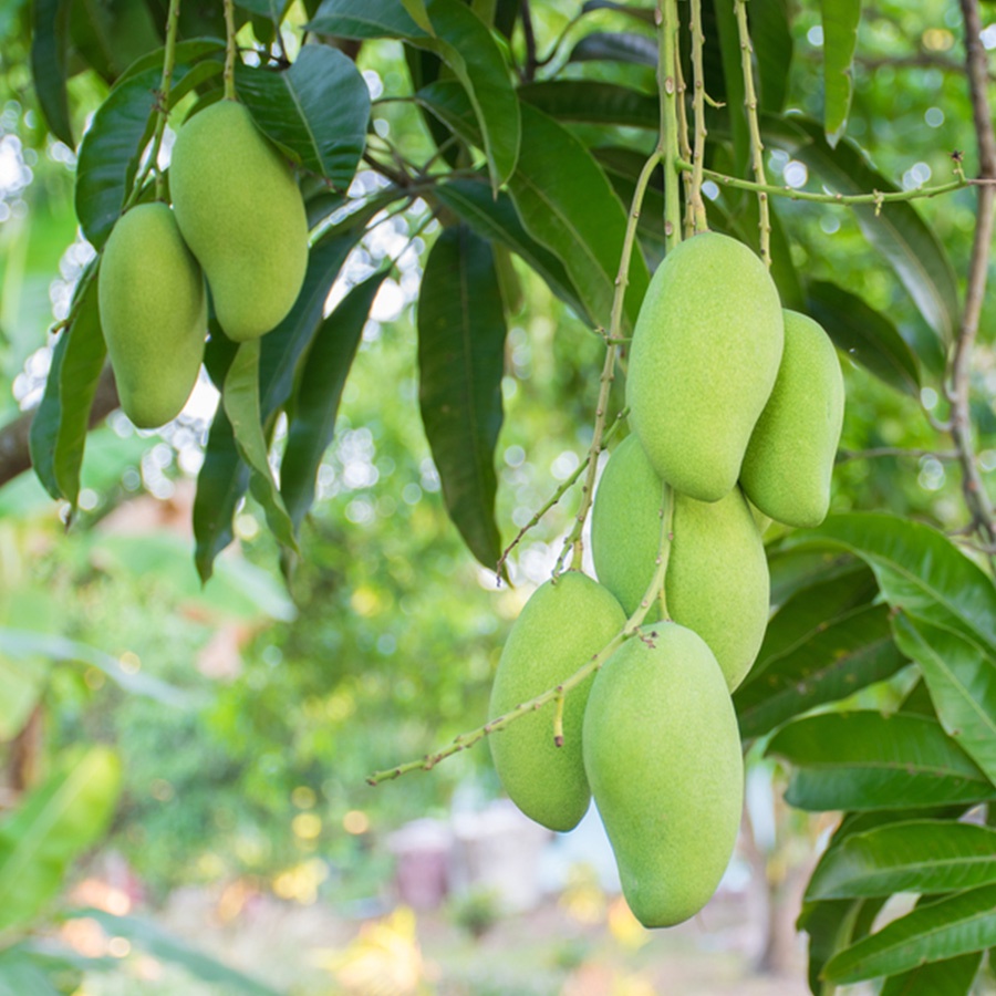Cây Xoài Cát Hòa Lộc Giống