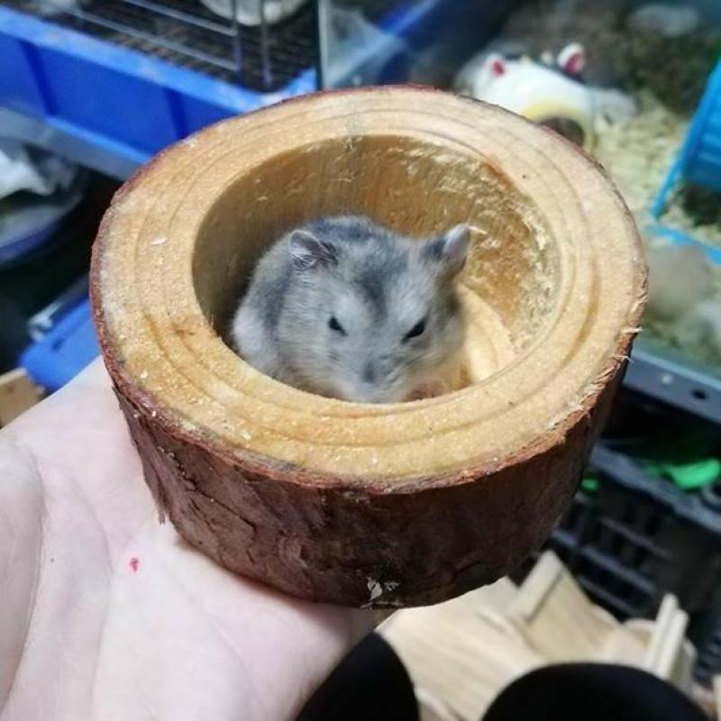 Chén ăn bằng Gỗ cho hamster .