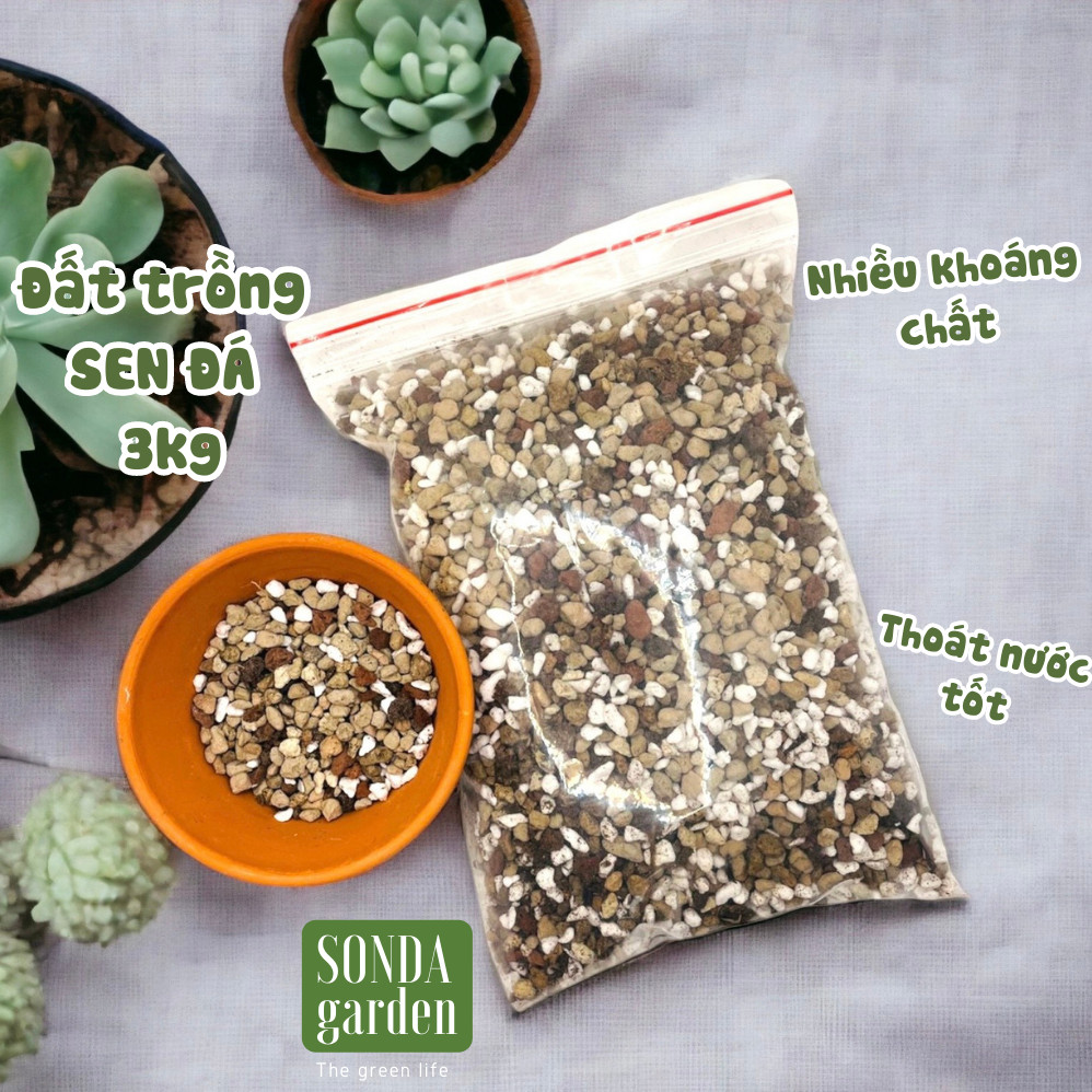 Đất trồng sen đá, xương rồng SONDA Garden chuẩn dân chơi