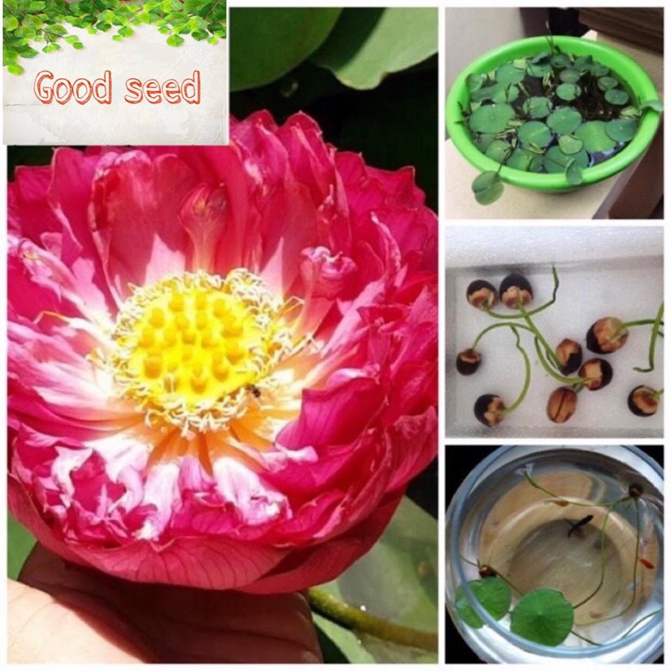 3C [Hạt Mới Chưa Cắt Đầu] Gói 5 Hạt Giống Hoa Sen Bách Diệp Mix Nhiều màu đỏ nảy mầm 100%