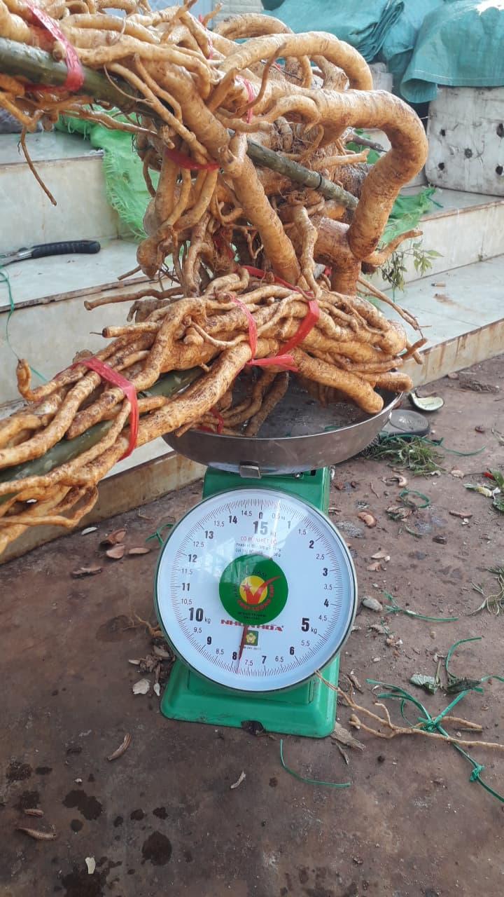 Củ đinh lăng tươi  củ 1-1.3kg