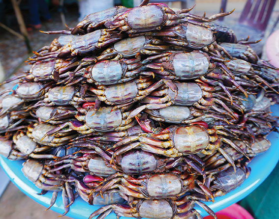 Ba khía muối Cà Mau 1kg (Nguyên con, chưa trộn)