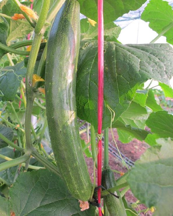 " Gói 10 "Hạt giống Dưa Chuột Trái Dài Nhật ( Dưa Chuột Kiếm ) [Seeds]