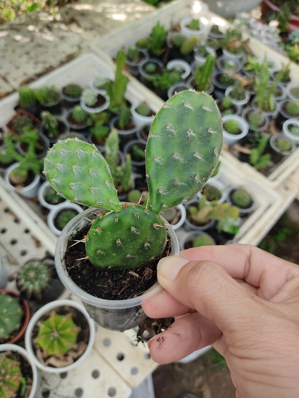 Xương rồng TAI THỎ PHÁP (size chậu 5 cm)