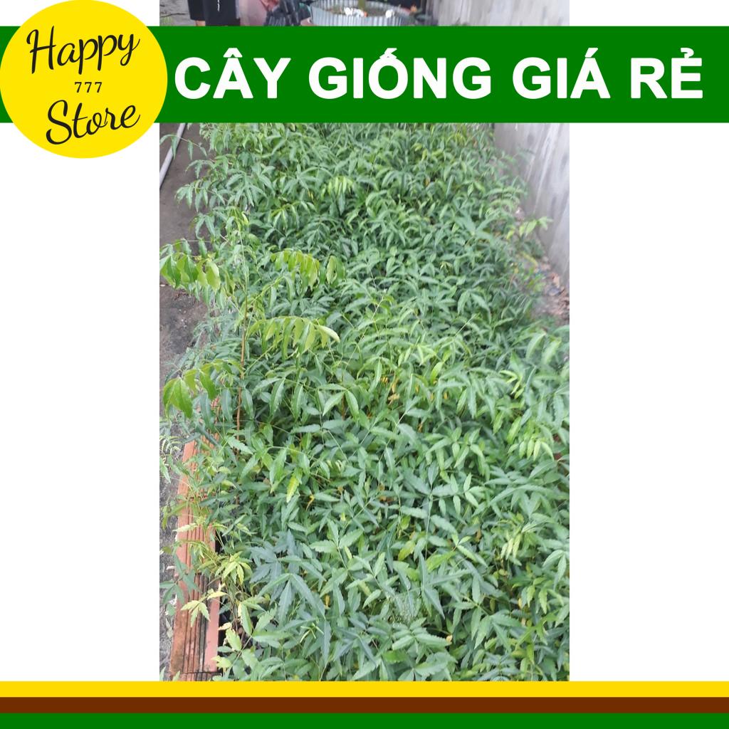Cây Sầu Đâu Giống