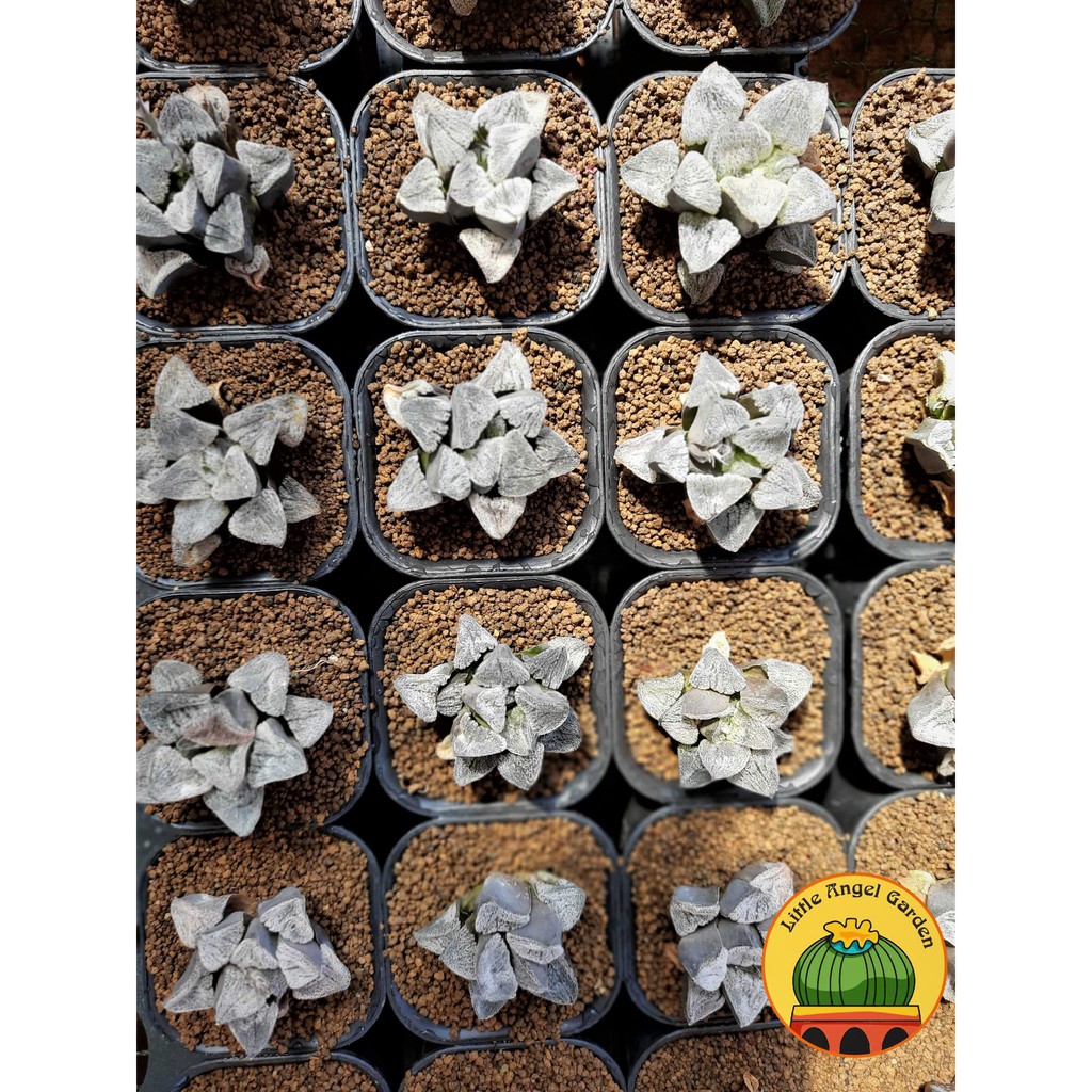 Sen đá kim cương Haworthia Pygmaea - giá rẻ - dễ chăm