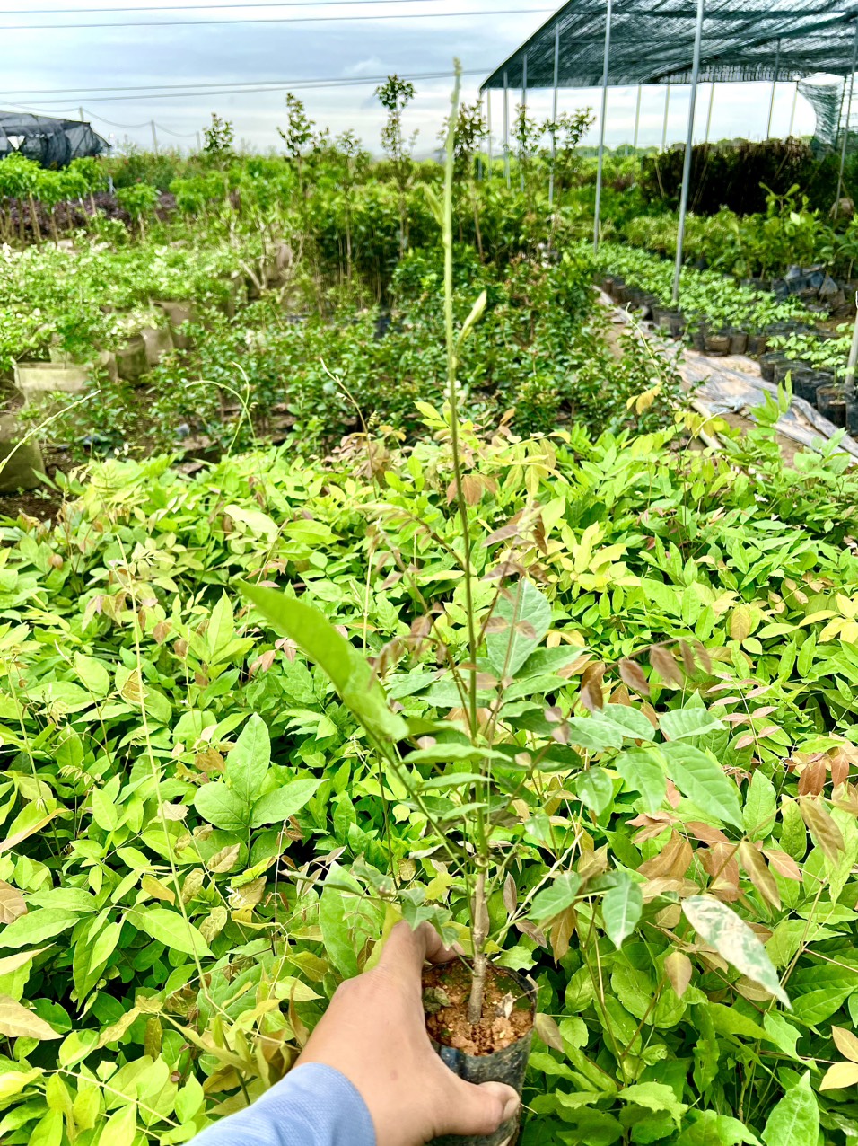 Cây tử đằng thân gỗ hoa tím nhạt cao 40-50cm (ảnh thật số 2)