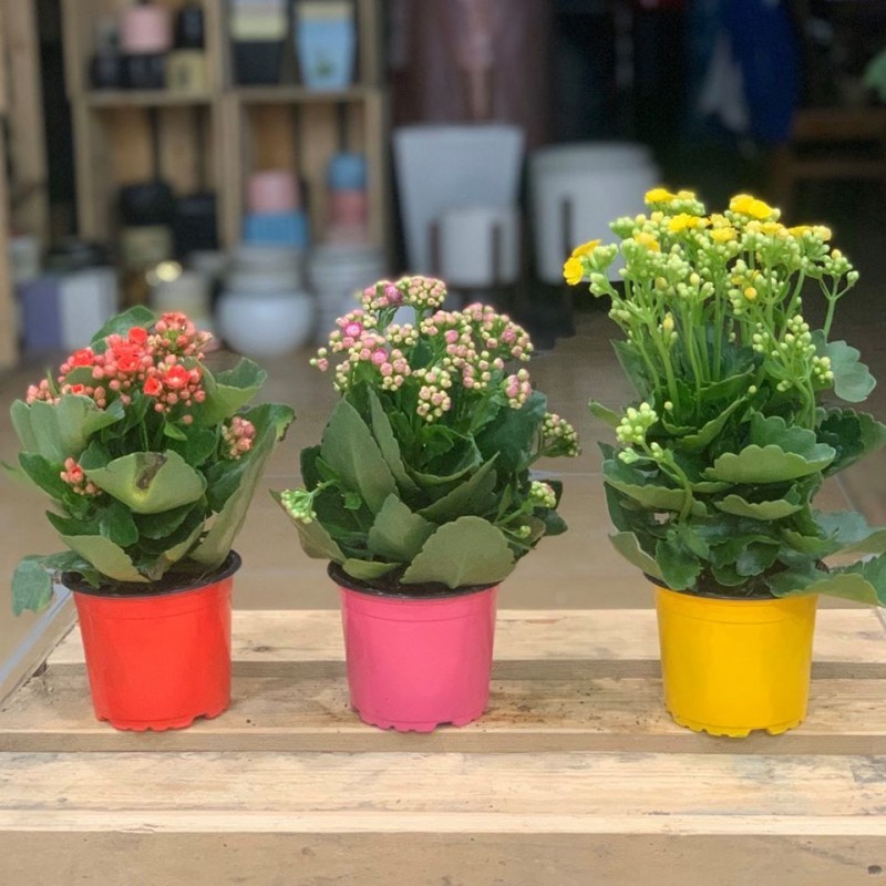 CHẬU HOA SỐNG ĐỜI CÁNH KÉP ĐỦ MÀU