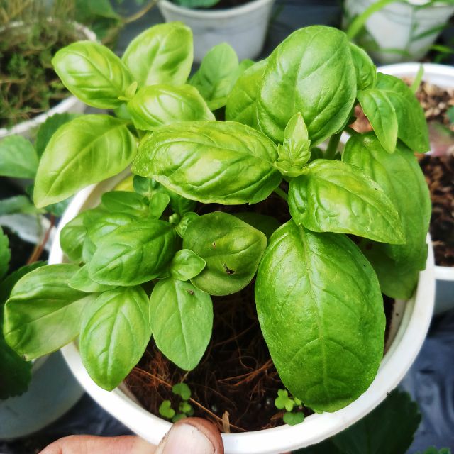 Chậu cây húng tây cây gia vị Basil