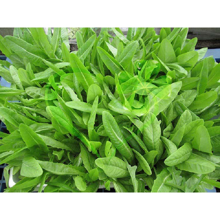 Hạt giống rau cải nhíp - gói 10 gram
