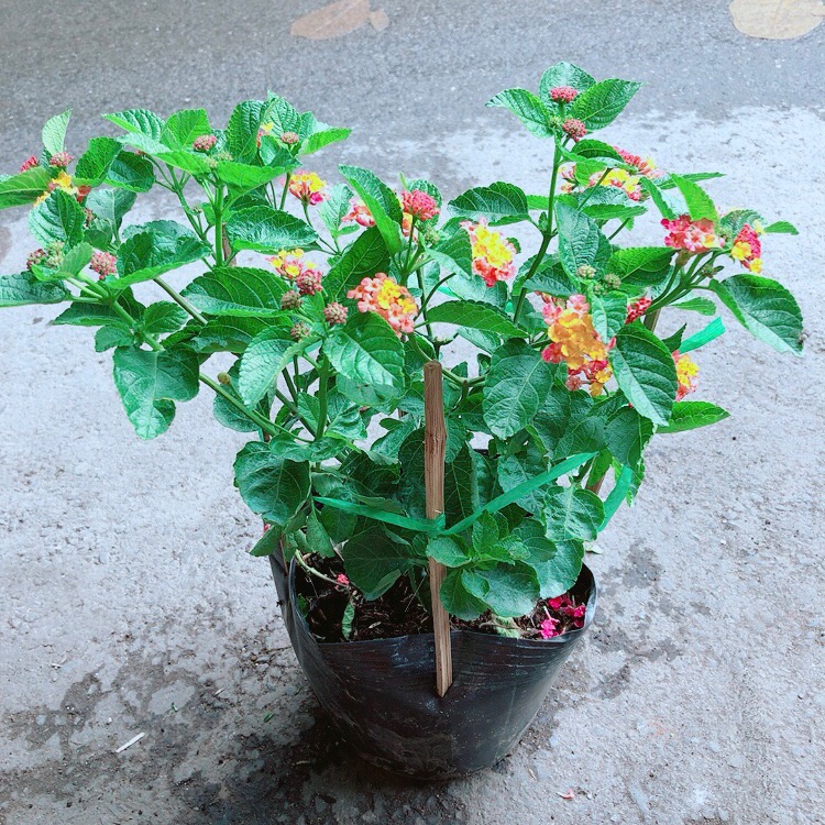 Cây Hoa Ngũ Sắc (có sẵn hoa)