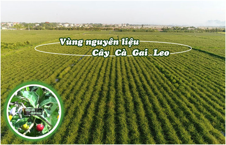 Bán sỉ- 2 kg cà gai leo khô