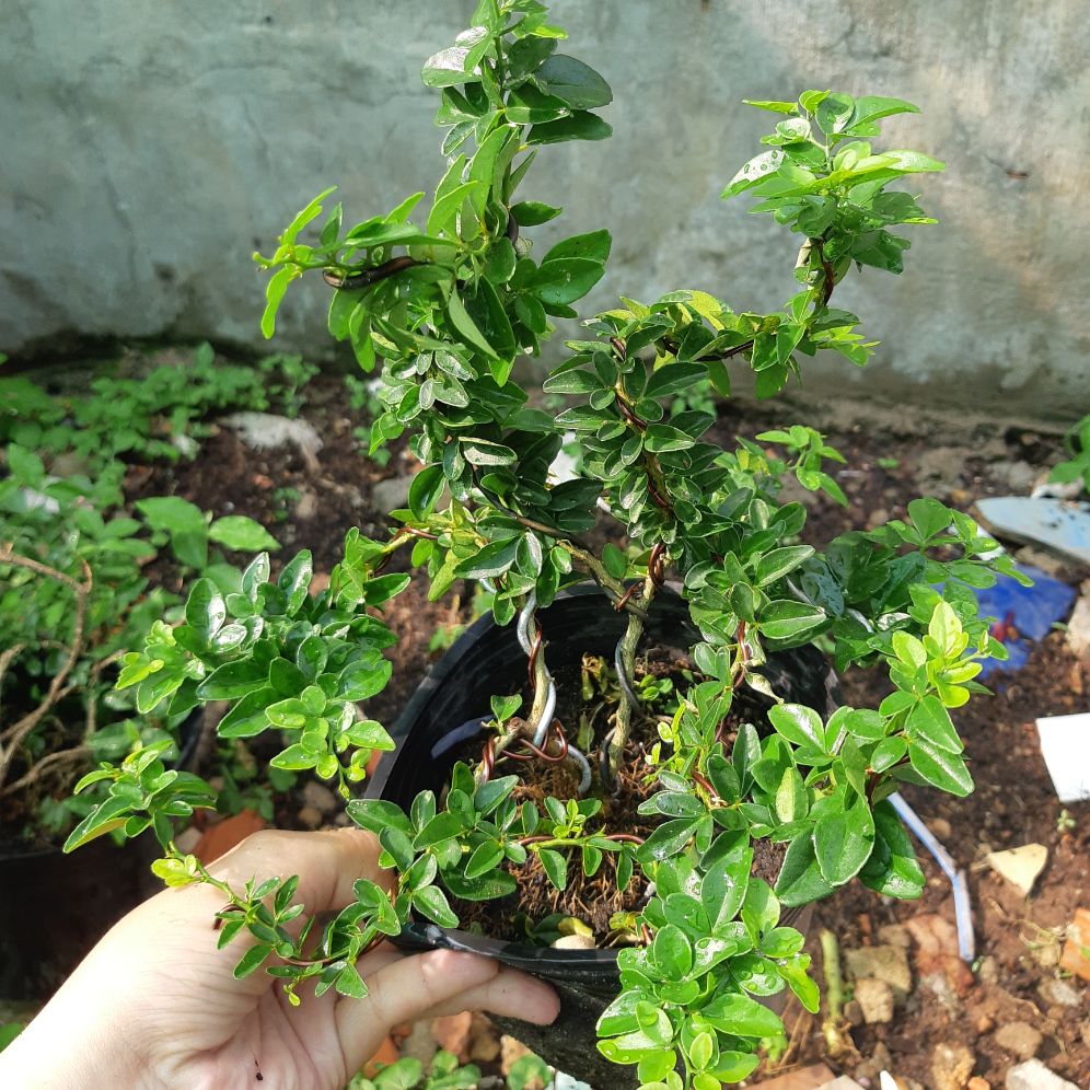 kim quýt thái bonsai mini