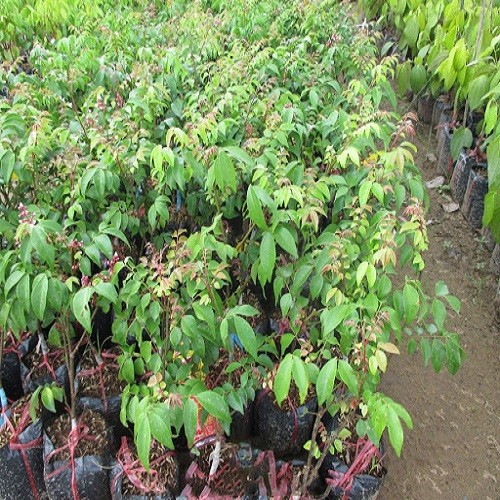 Cây khế chua giống - 67670