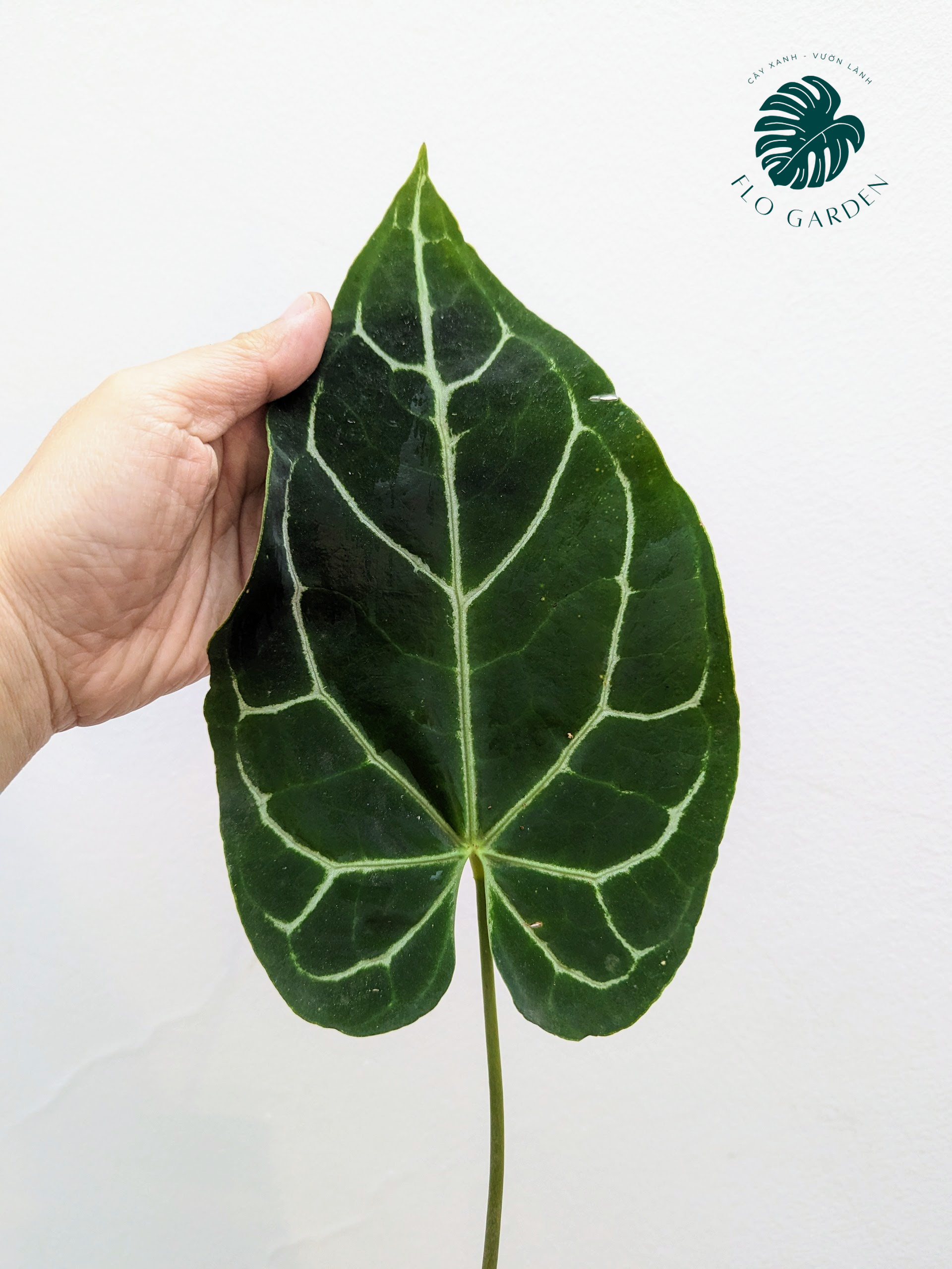 Cây Hồng Môn Anthurium Crystallium