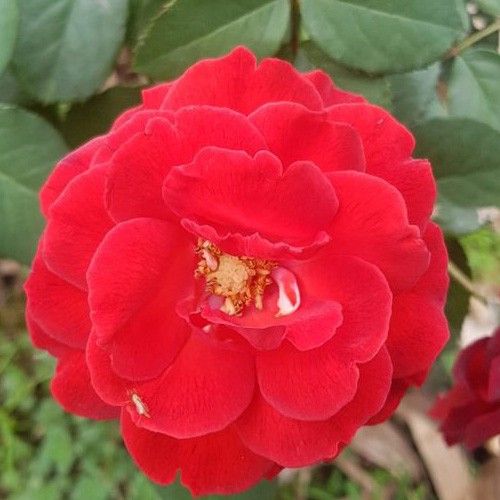 Cây hoa hồng tố nữ (hồng lửa)
