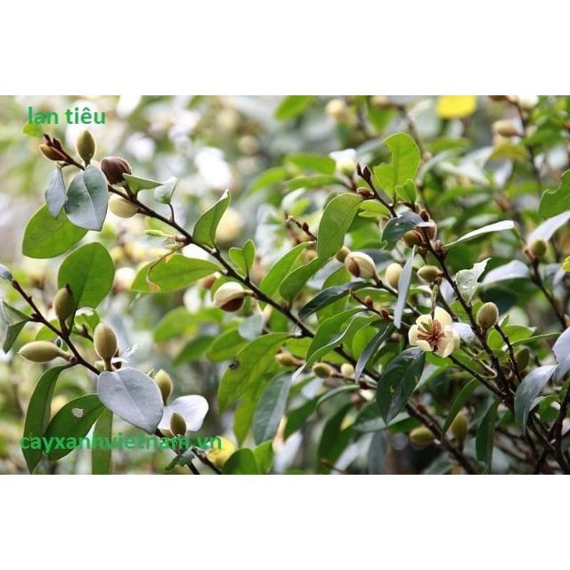 Cây hoa lan tiêu hương thơm