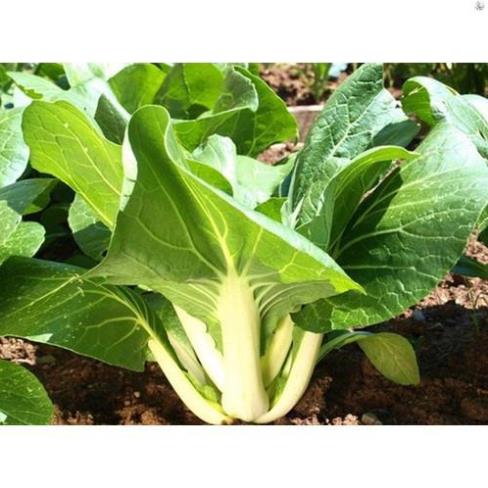 Hạt giống cải bẹ trắng - gói 20 gram