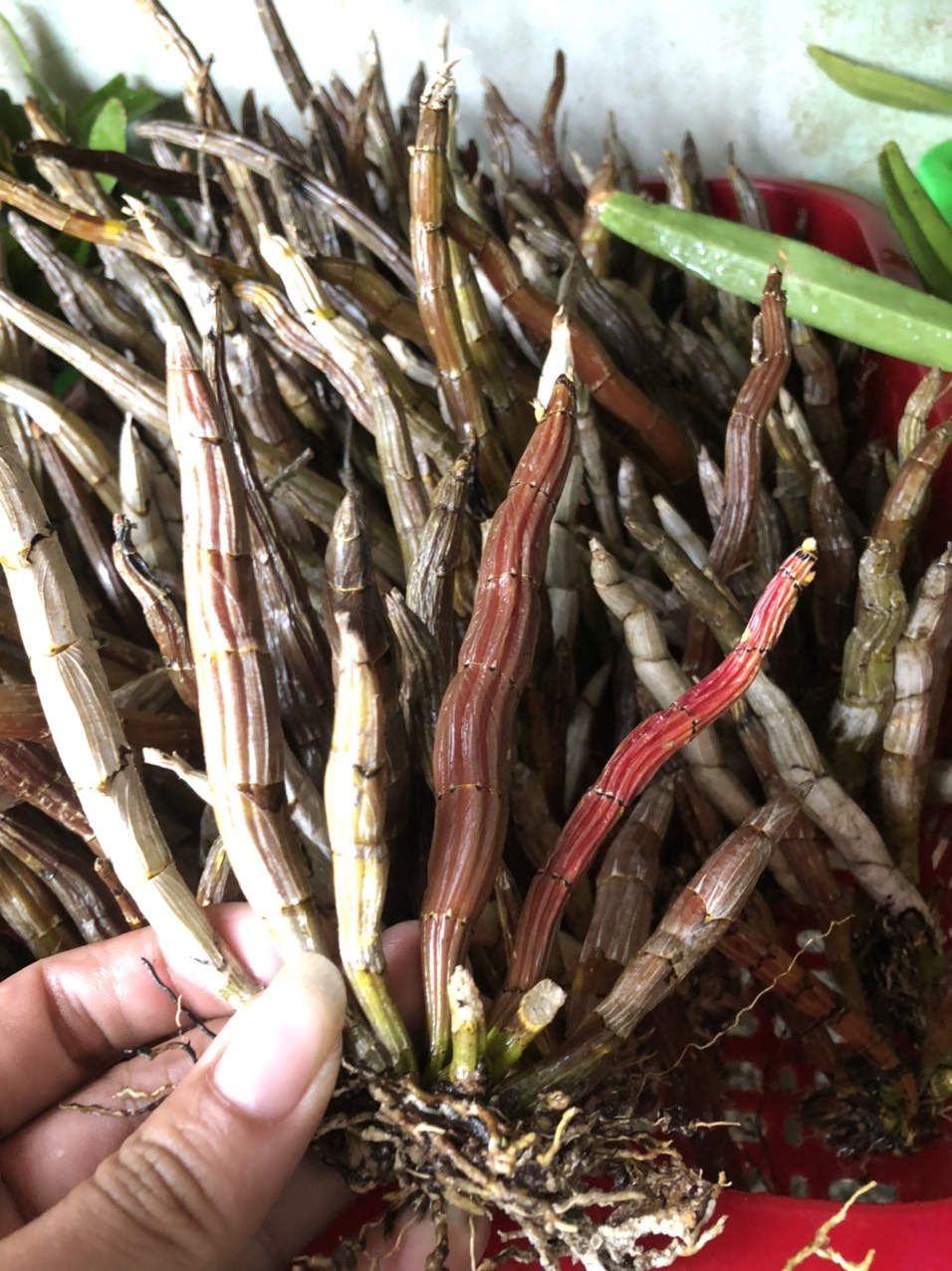 lan hoàng thảo báo hỷ bó 200g 55k(đang nhú vòi hoa 18/02/2022)