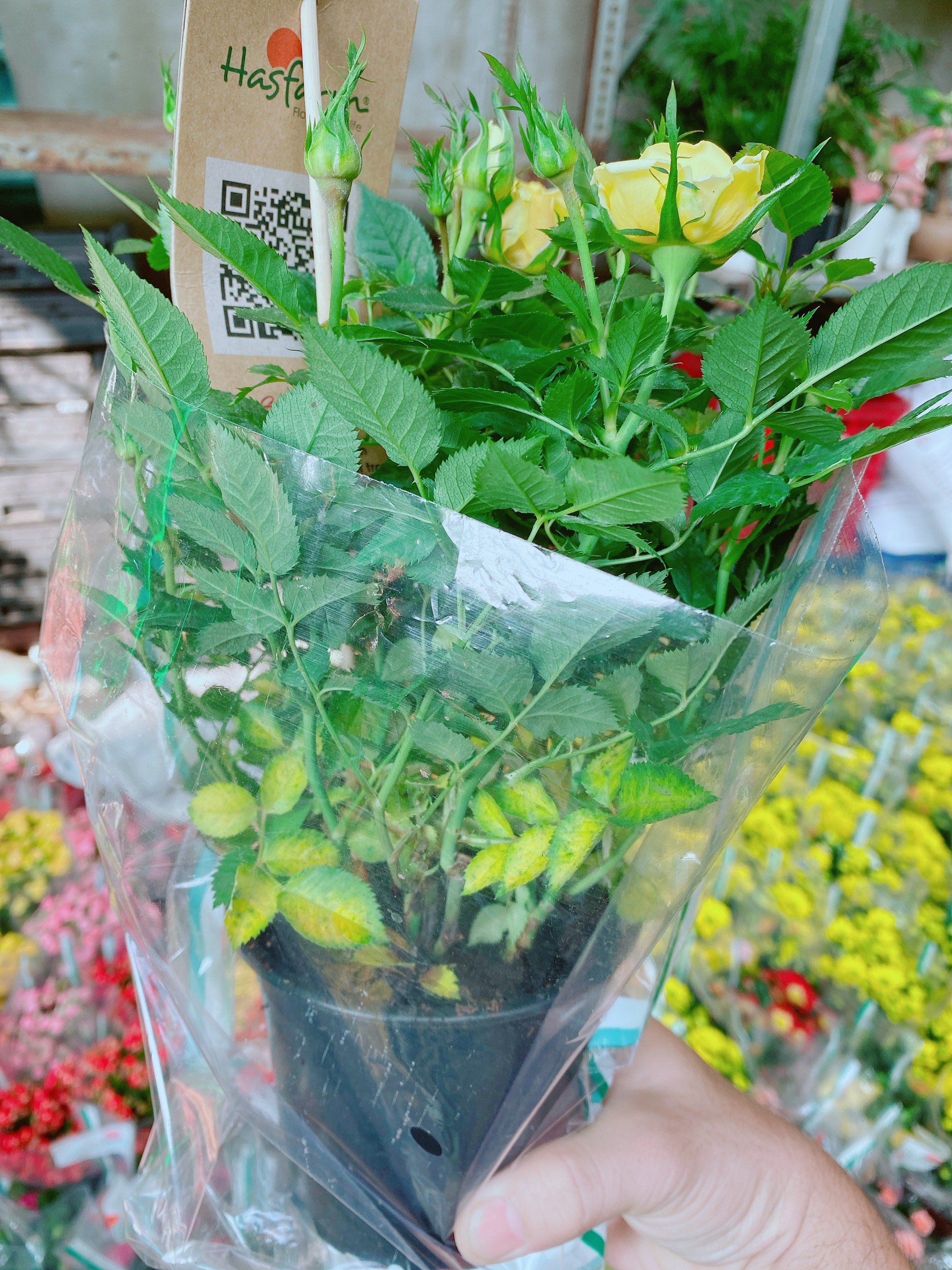 Hoa Hồng Đà Lạt Vàng