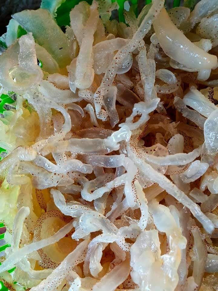 sứa biển mặn