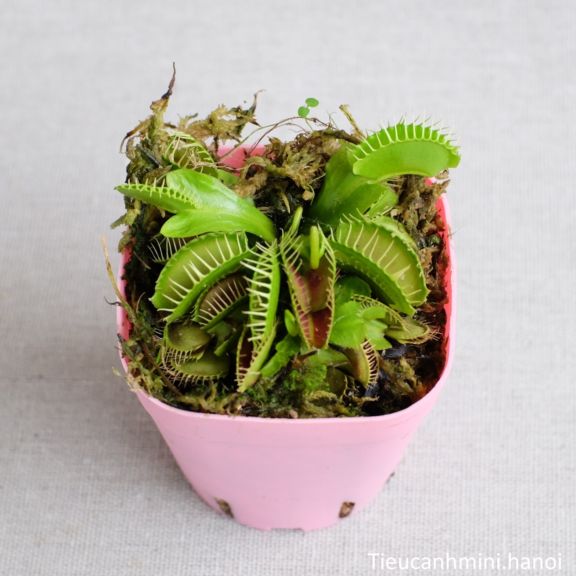 [ Cây để bàn ] Cây Bẫy Kẹp Venus Flytrap - Cây bắt mồi, bắt côn trùng, cây ăn thịt, cây cảnh văn phòng