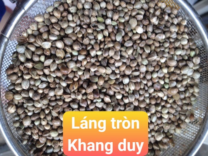 hạt láng tròn - láng bồ câu - láng gà -1kg