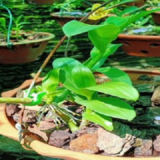 Hoa phong lan phi điệp - 6 mắt thái bình( cây cao 15cm )