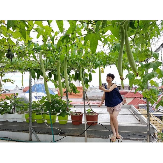 Hạt Giống Mướp Hương Thái Lan - 10 Hạt