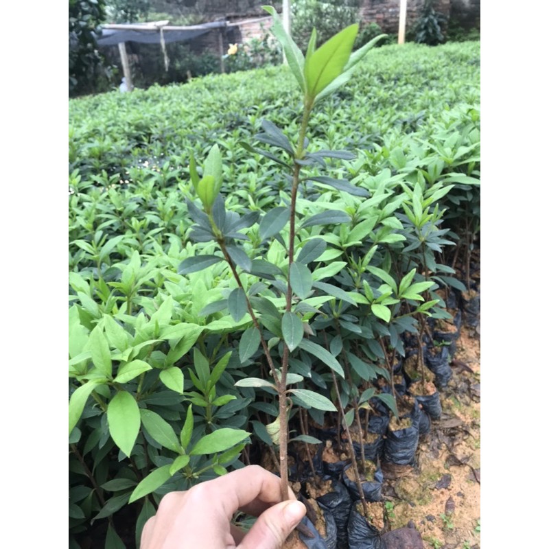 cây hoa đỗ quyên ta giống