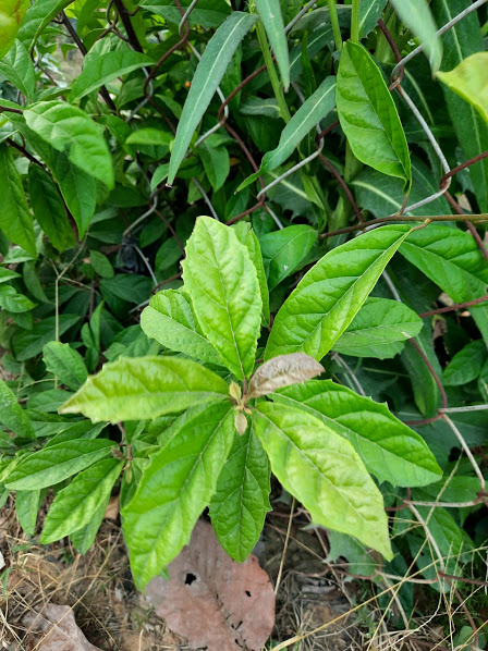Cây,Lá xạ đen tươi - gói 1kg