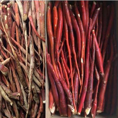 Sâm cau đỏ - sâm cau rừng