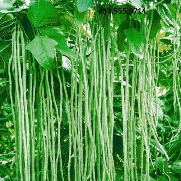 Hạt giống Đậu Đũa Cao Sản – 20gram