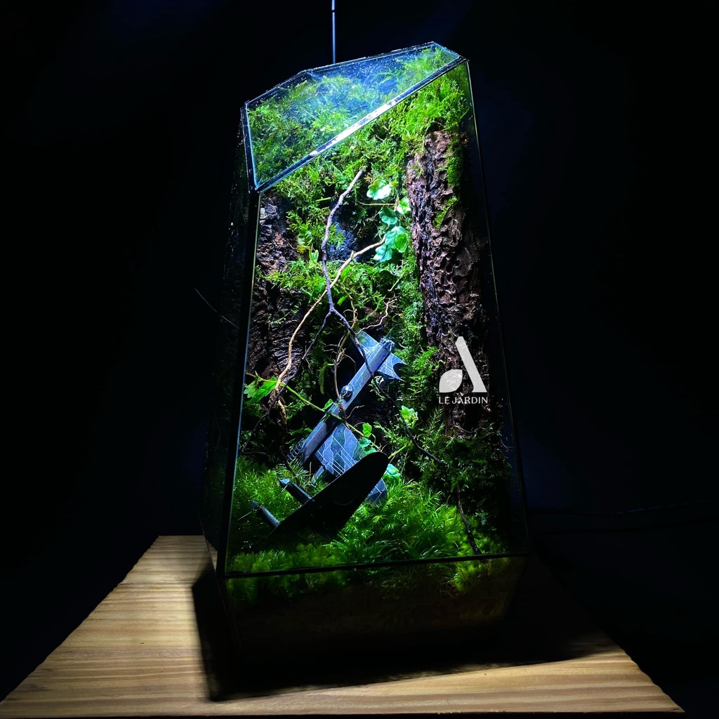 Rêu Trác Bá/ Trắc Bá set bình terrarium, gắn lũa, đá hồ bán cạn