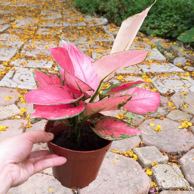 Cây vạn lộc , cây hồng lộc