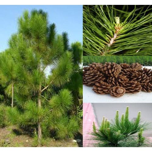 Hạt giống cây giống thông caribe - gói 10 hạt