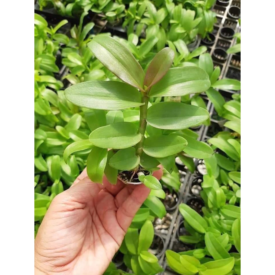 Lan phi điệp 5ct cây giống năm 2