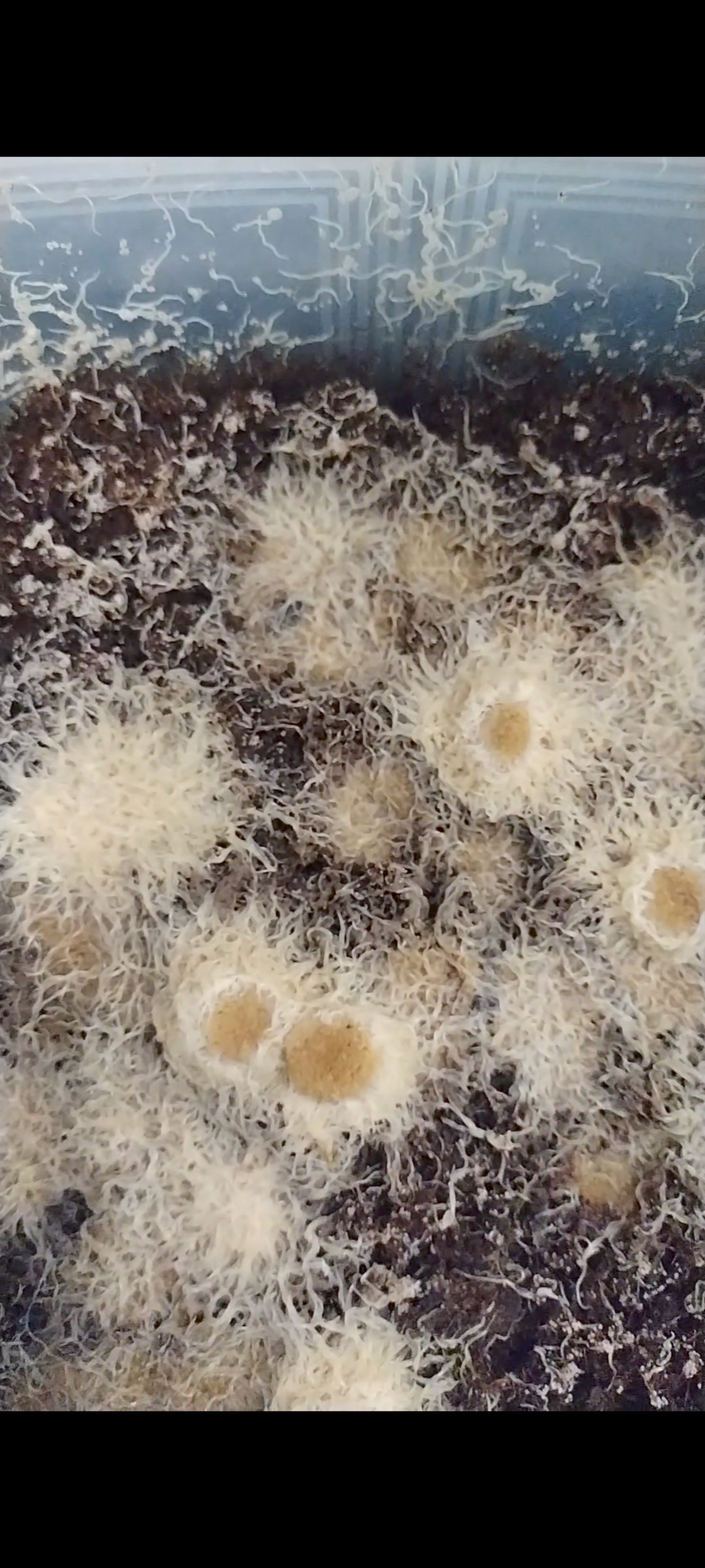 thức ăn cho trùn trắng Grindal worm.