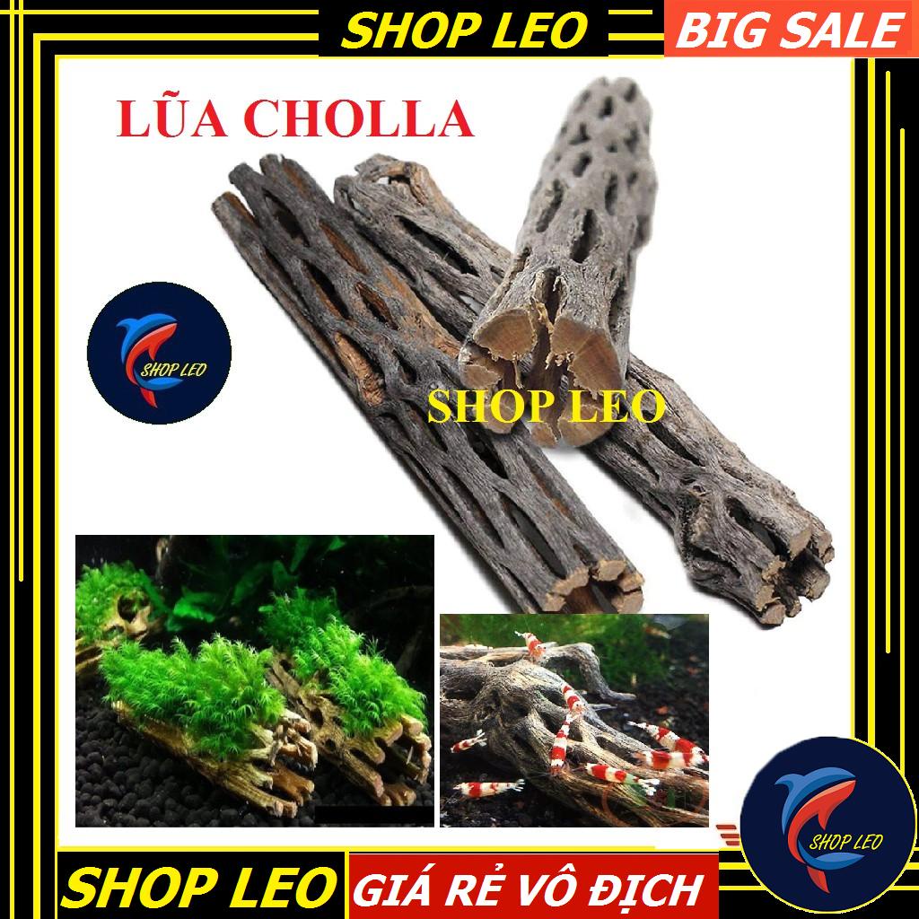 [Hoàn Tiền 10%]Lũa CHOLLA cho tép cảnh - LŨA XƯƠNG RỒNG -phụ kiện tép cảnh - shopleo