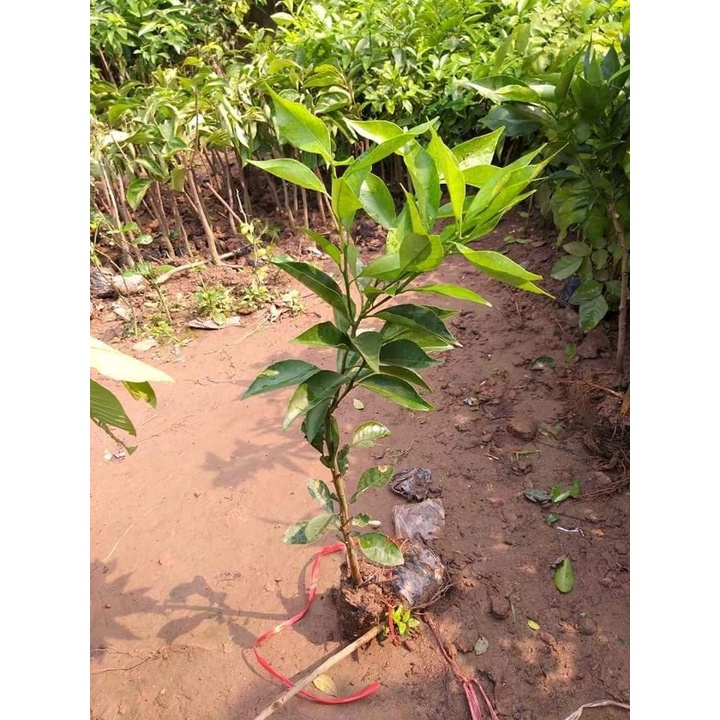 Cây Cam Đường Canh (ghép siêu sớm)