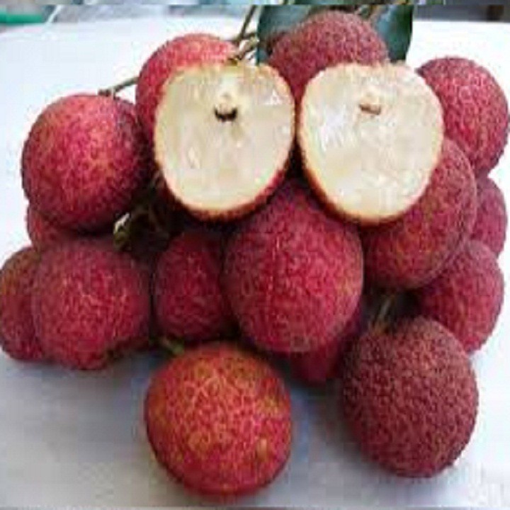 cây giống vải không hạt(CÂY GIỐNG NGỌC HIẾU)