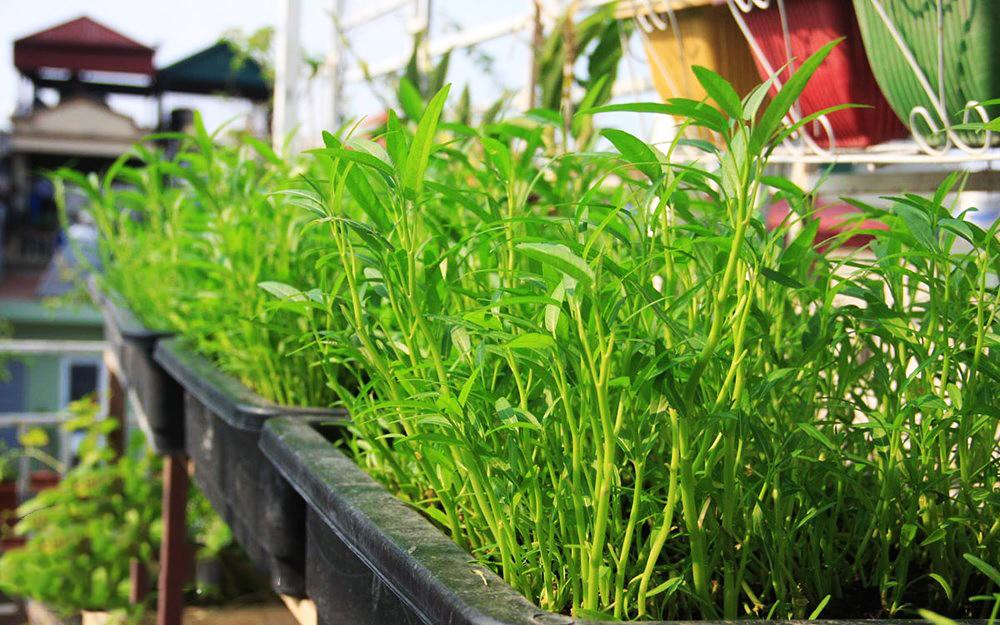 Hạt Giống Rau Muống Lá Tre Dễ Trồng