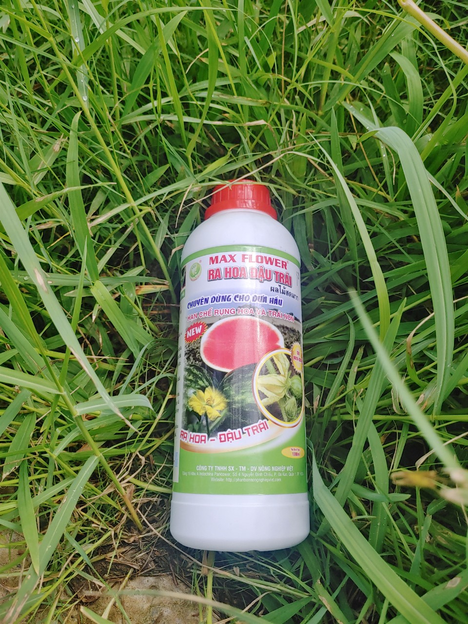 Siêu Ra Hoa Đậu Trái Dưa Hấu