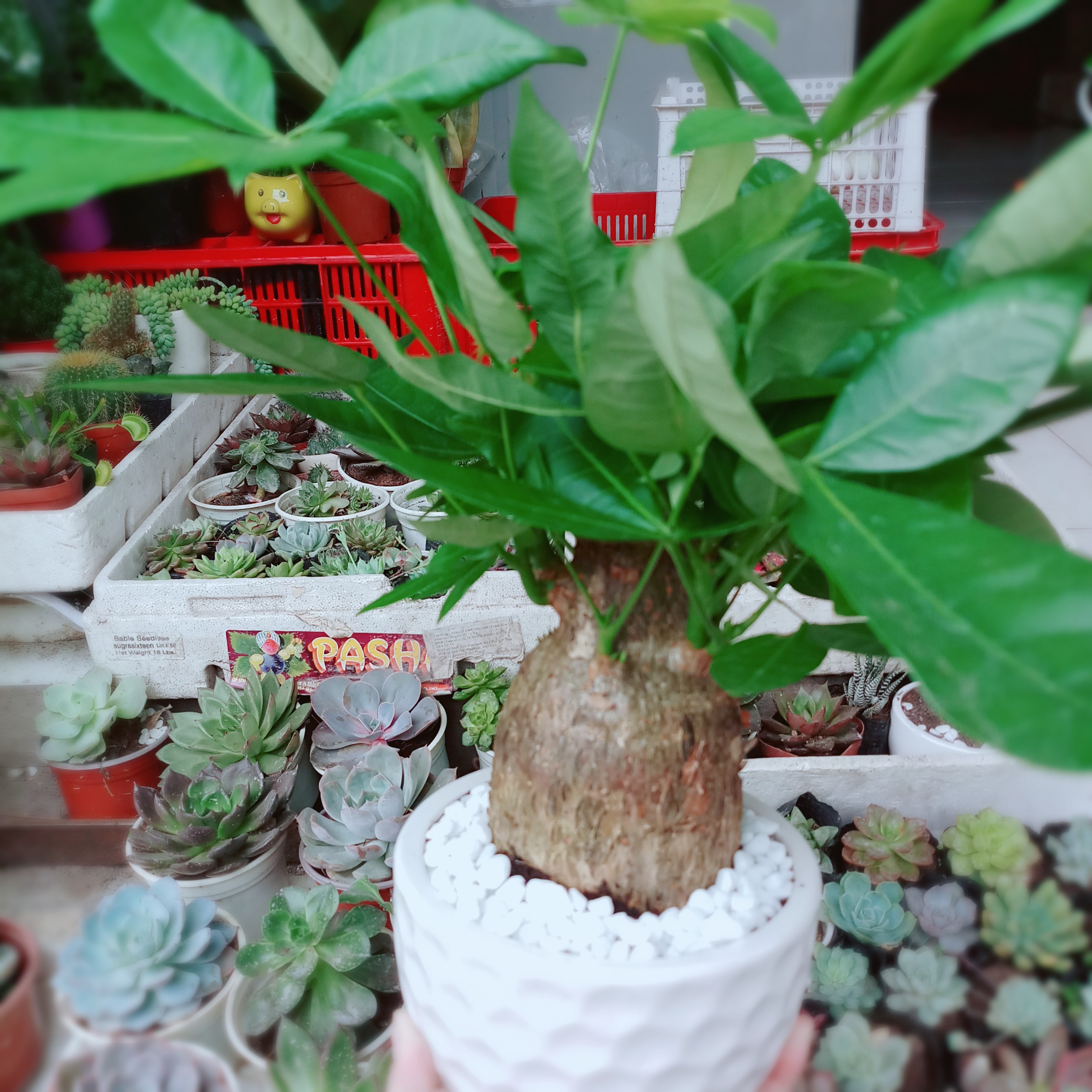 Cây Kim Ngân 1 Thân Lớn